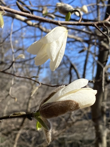Kobus magnolia (Magnolia kobus)