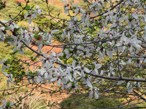 Kobus magnolia (Magnolia kobus)