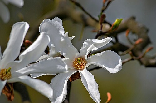 Kobus magnolia: Magnolia japońska