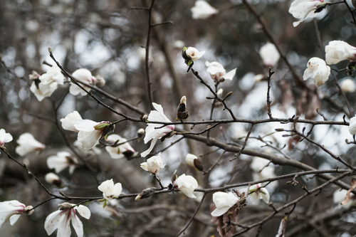 Kobus magnolia (Magnolia kobus)