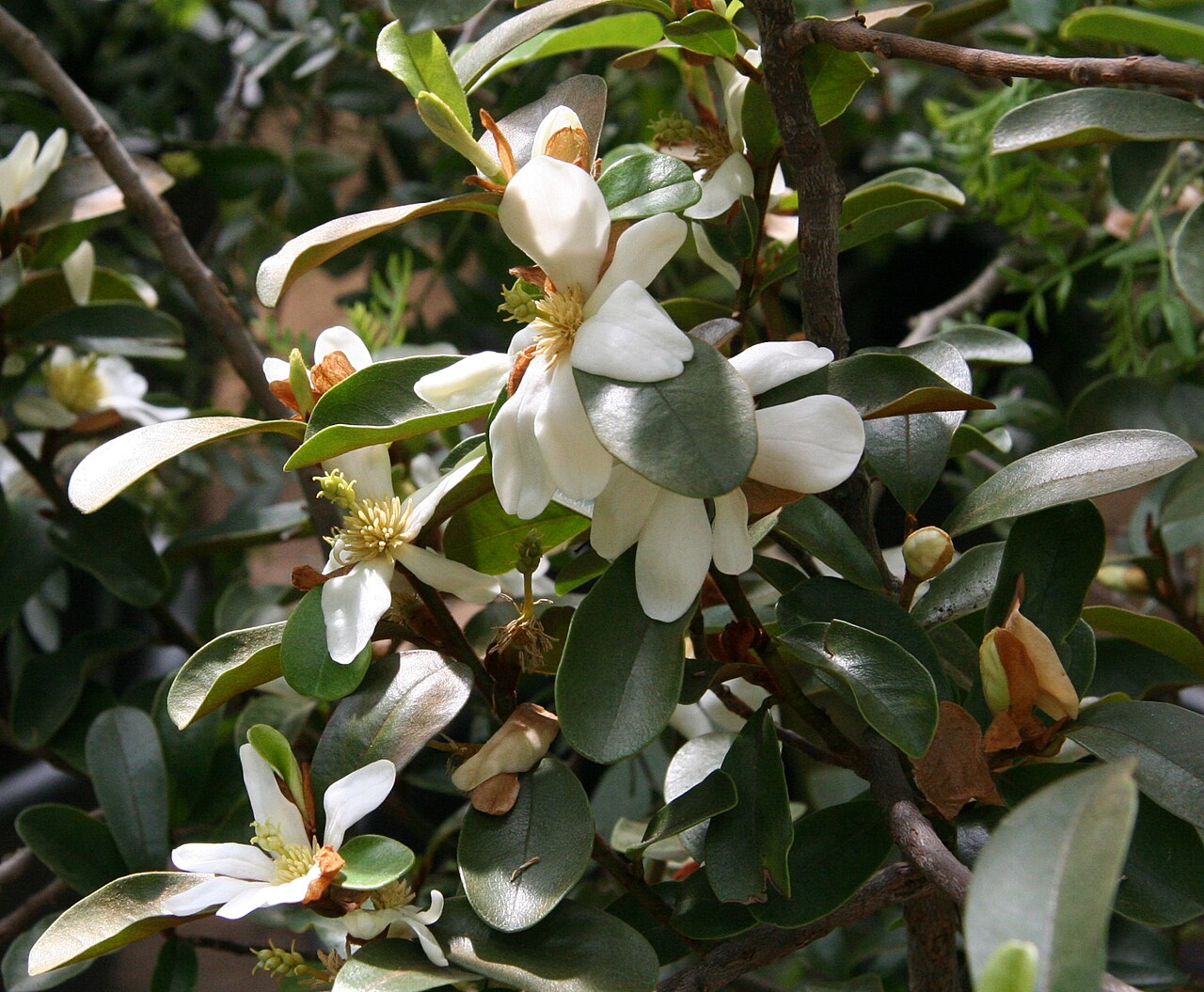 Magnolia laevifolia: Magnolia laevifolia im Botanischen Garten Bayreuth