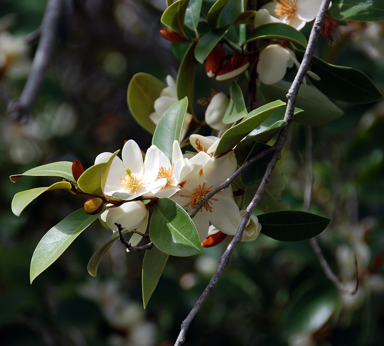 Magnolia laevifolia: Magnolia laevifolia begins to bloom
