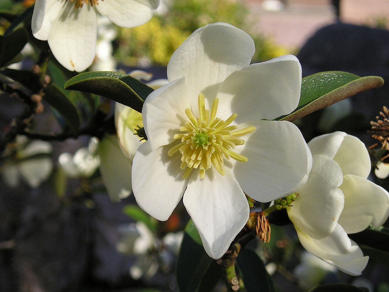 Magnolia laevifolia: Flower of Magnolia laevifolia ( Michelia yunnanensis ), a species in subgenus Yulania section Michelia , from San Francisco Botanical Garden , Golden Gate State