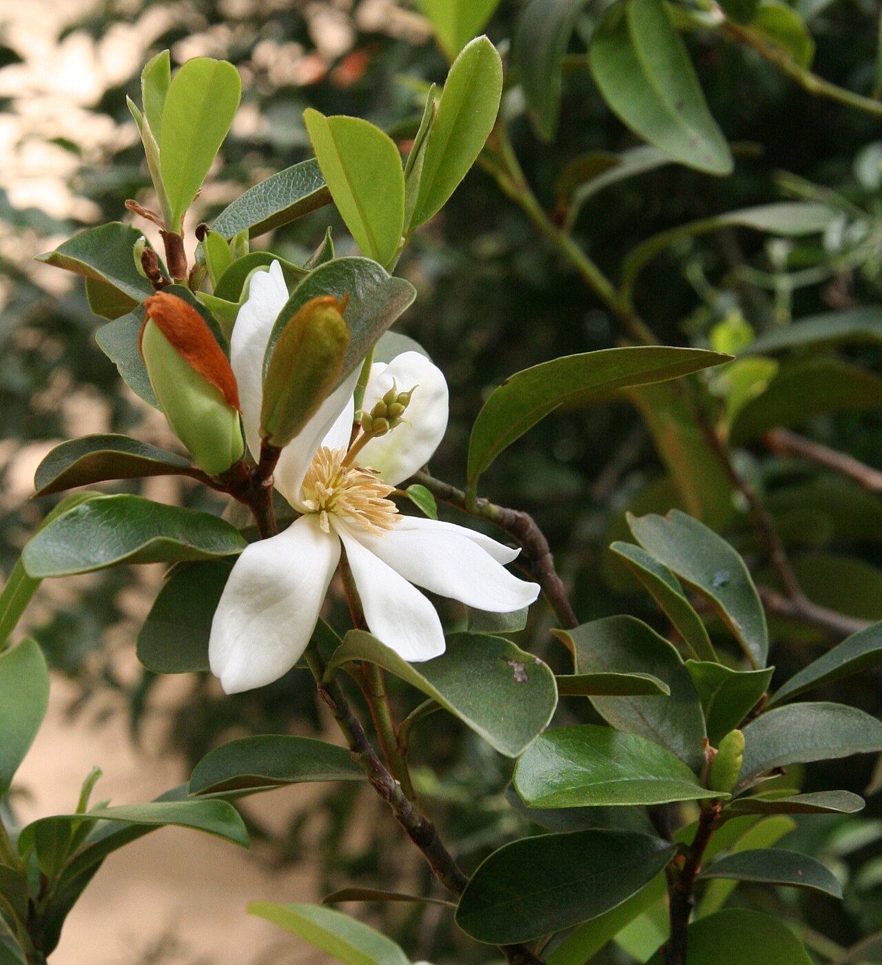 Magnolia laevifolia: Magnolia laevifolia im Botanischen Garten Bayreuth