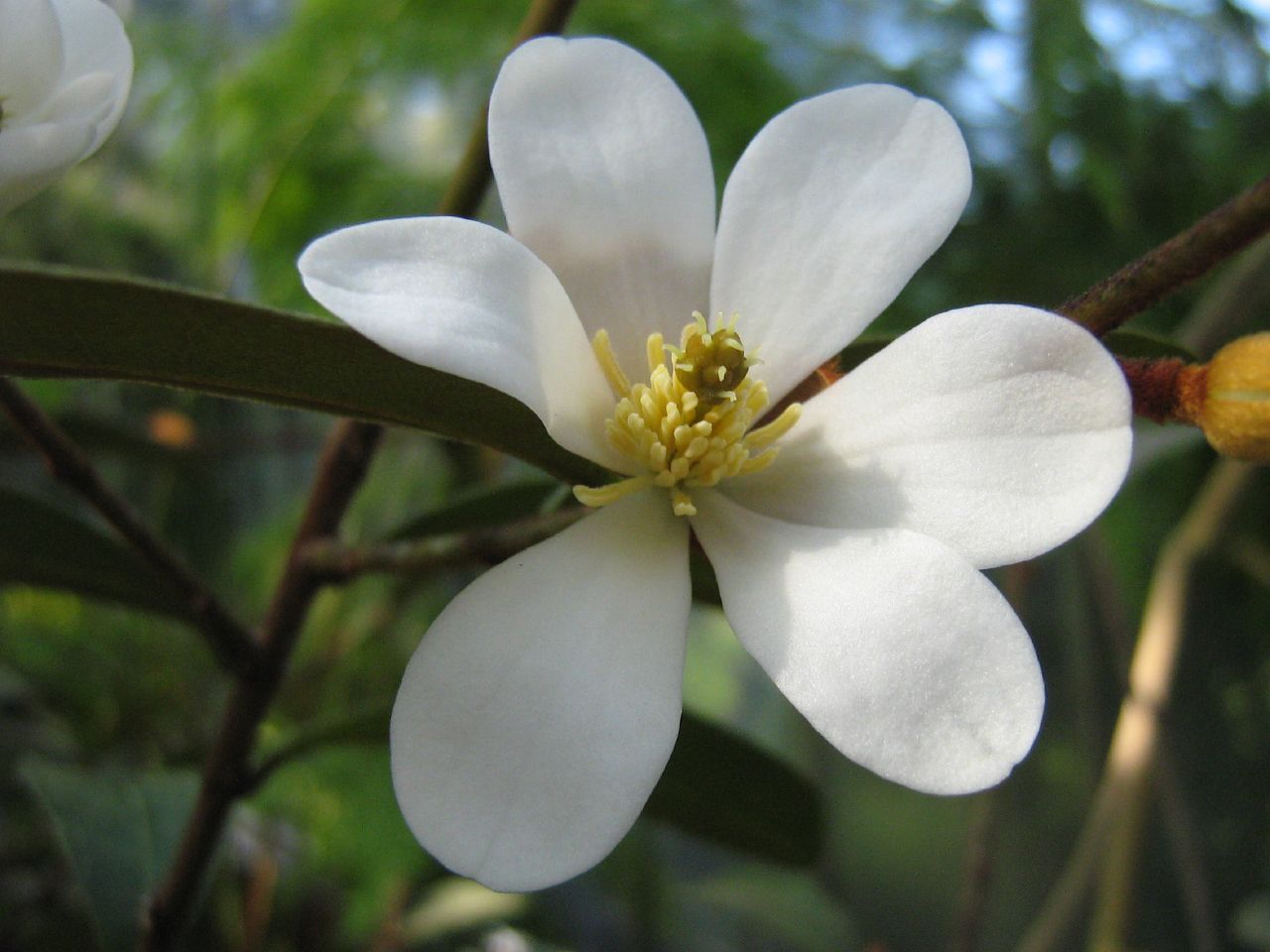 Magnolia laevifolia: Michelia laevifolia