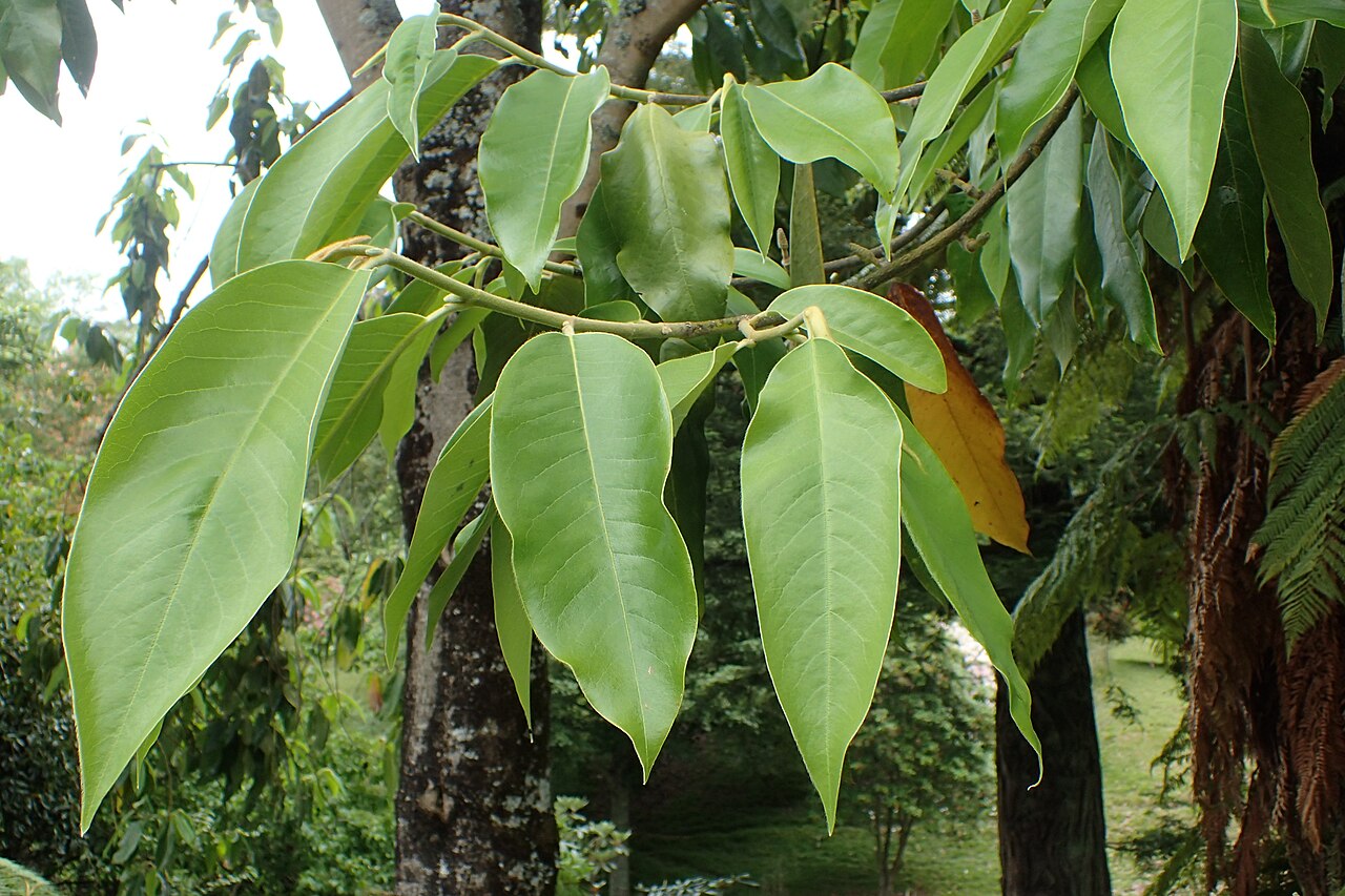Magnolia lanuginosa: Magnolia lanuginosa in Hackfalls Arboretum, Hawkes's Bay, NZ
