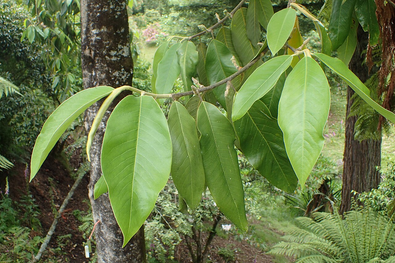 Magnolia lanuginosa: Magnolia lanuginosa in Hackfalls Arboretum, Hawkes's Bay, NZ