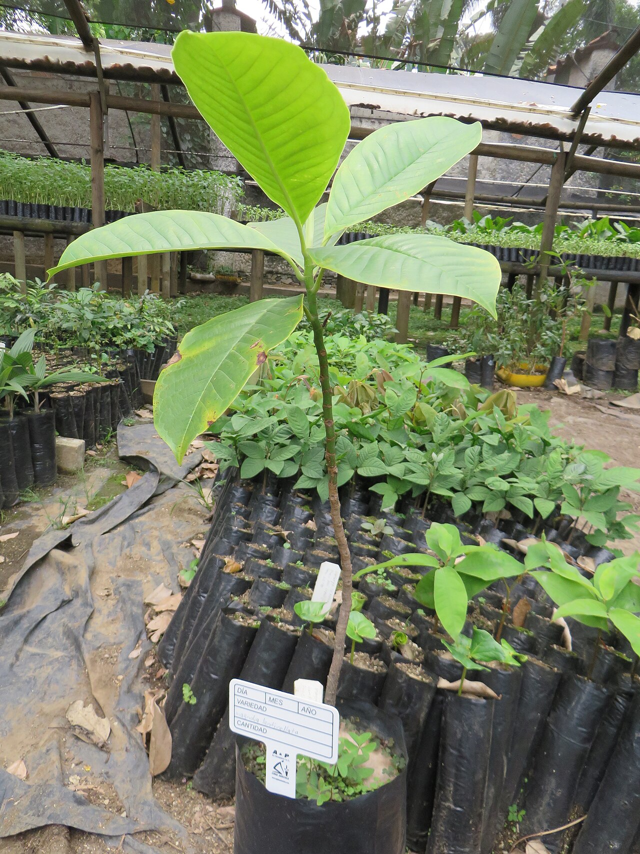 Magnolia lenticellata: Seedling of M. lenticelata