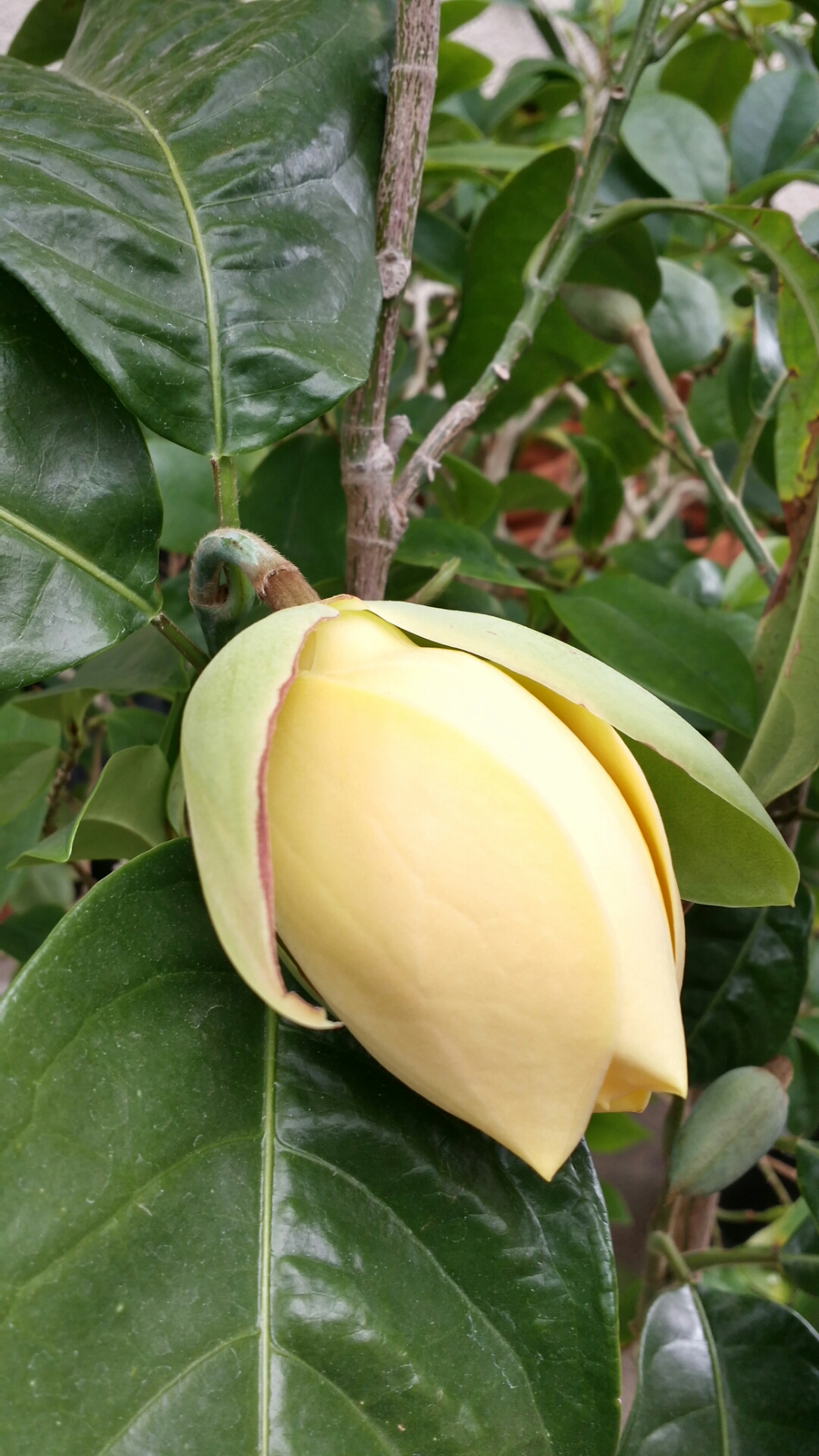 Egg magnolia: Magnolia liliifera in flower