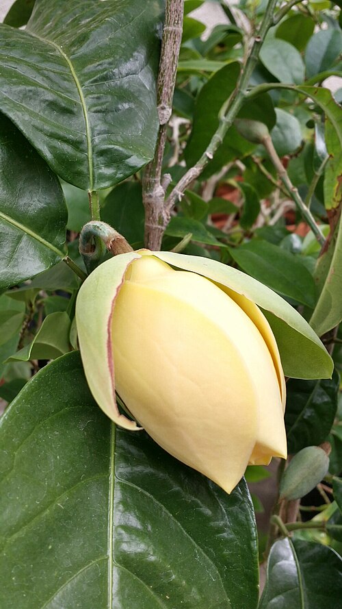 Egg magnolia: Magnolia liliifera in flower