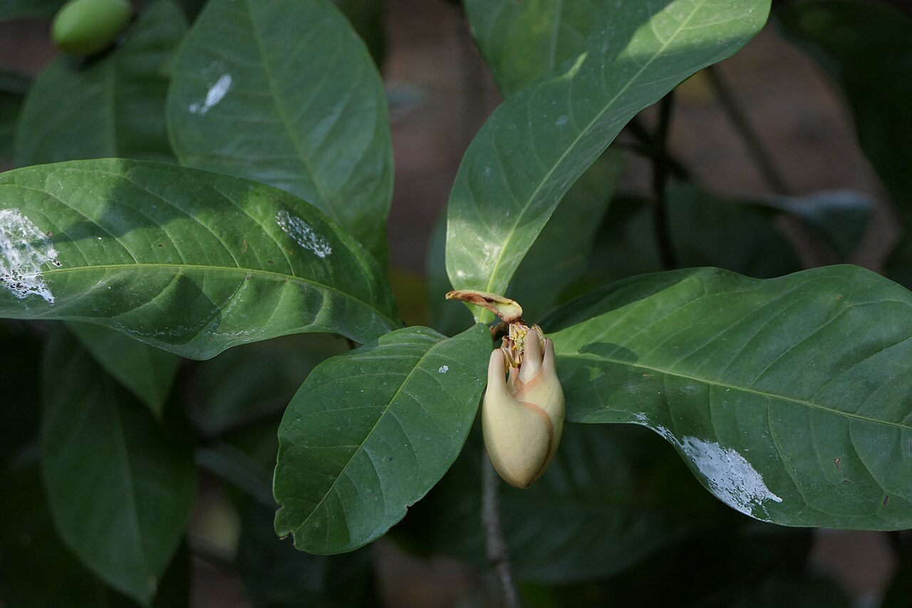 Egg magnolia: Magnolia liliifera (L.) Baill.