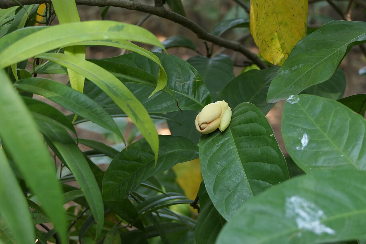 Egg magnolia: Magnolia liliifera (L.) Baill.