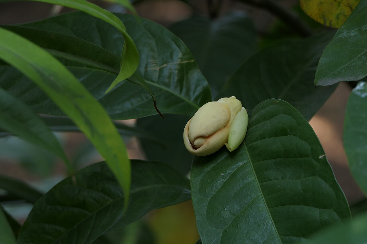 Egg magnolia: Magnolia liliifera (L.) Baill.