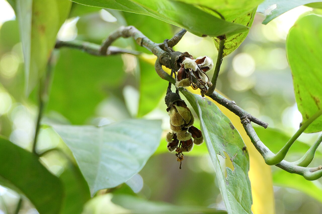 Egg magnolia: Magnolia liliifera (L.) Baill.