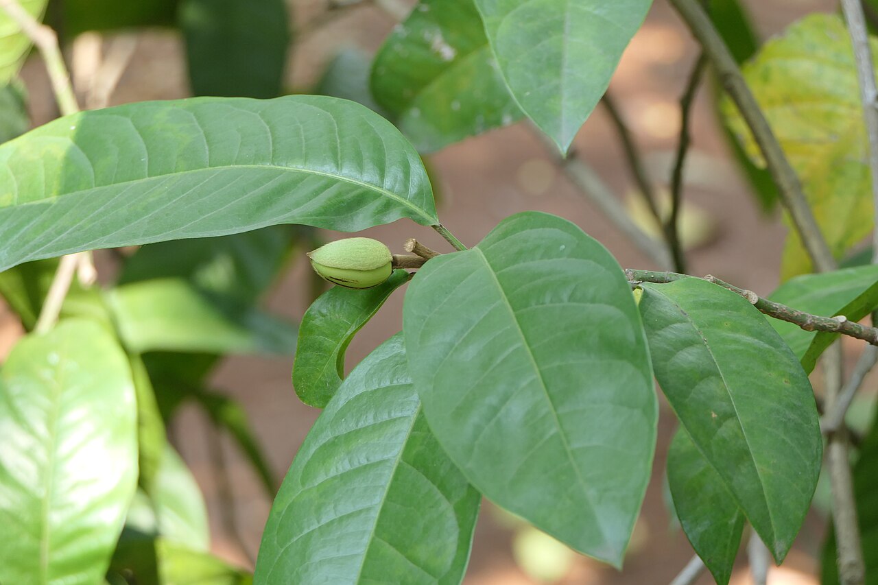 Egg magnolia: Magnolia liliifera (L.) Baill.