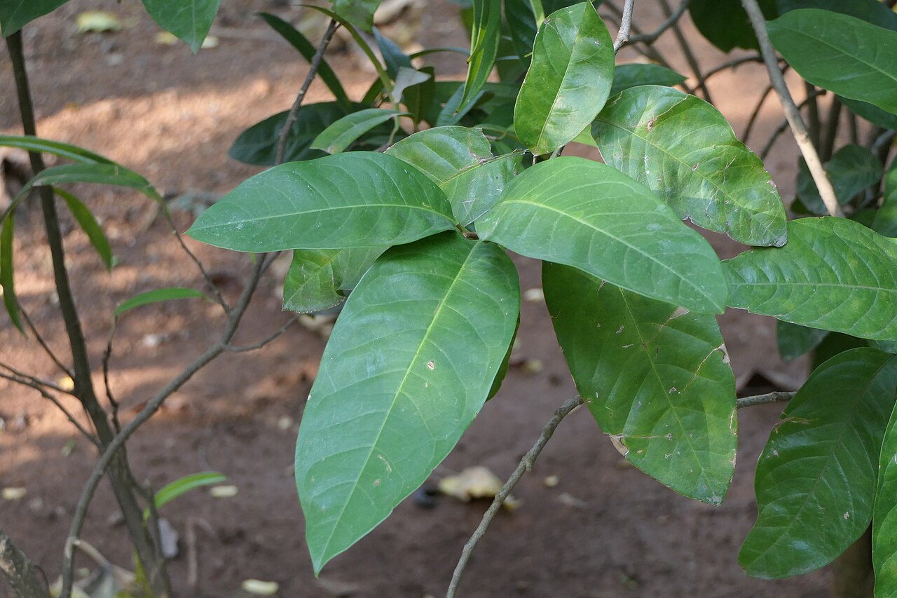 Egg magnolia: Magnolia liliifera (L.) Baill.
