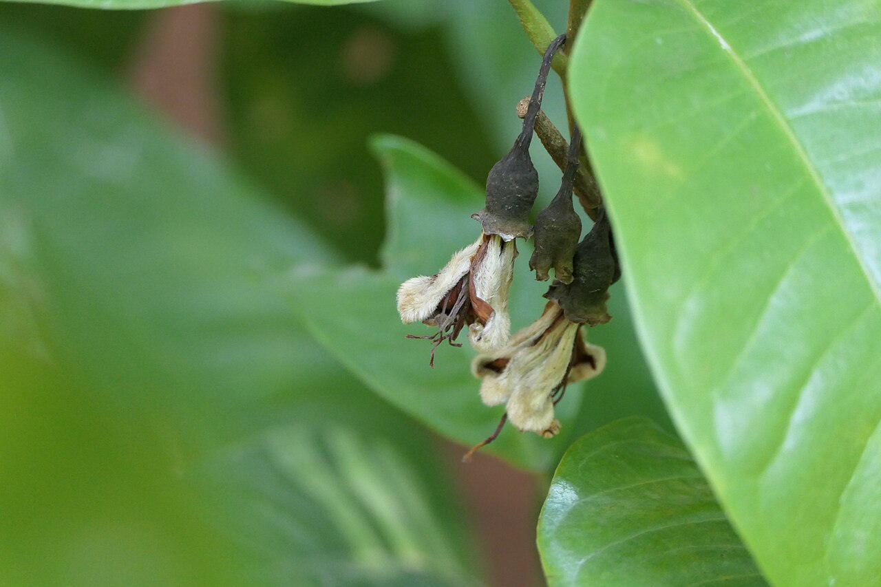 Egg magnolia: Magnolia liliifera (L.) Baill.