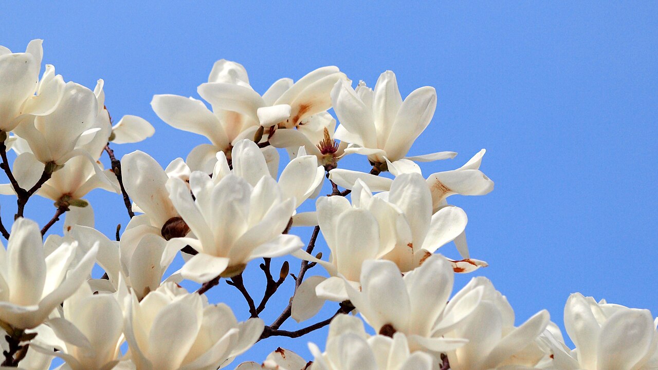 Egg magnolia: Magnolia