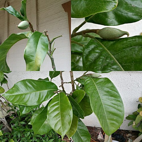 Egg magnolia: Magnolia liliifera foliage and flower bud in collage. Provenance of then plant is from Logee's Greenhouse.
