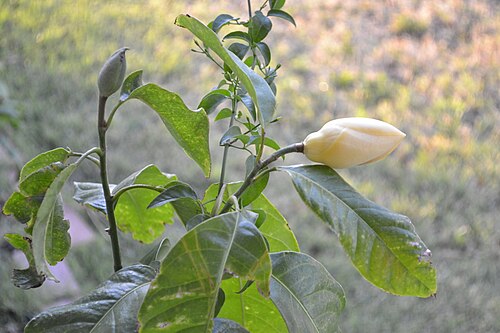 Egg magnolia: Magnolia liliifera flower