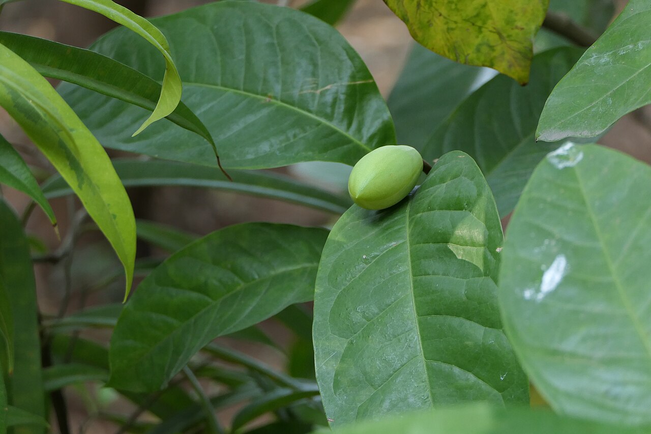 Egg magnolia: Magnolia liliifera (L.) Baill.