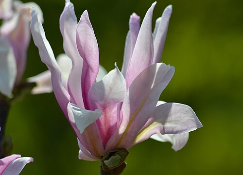 Magnolia liliiflora: Magnolia purpurowa