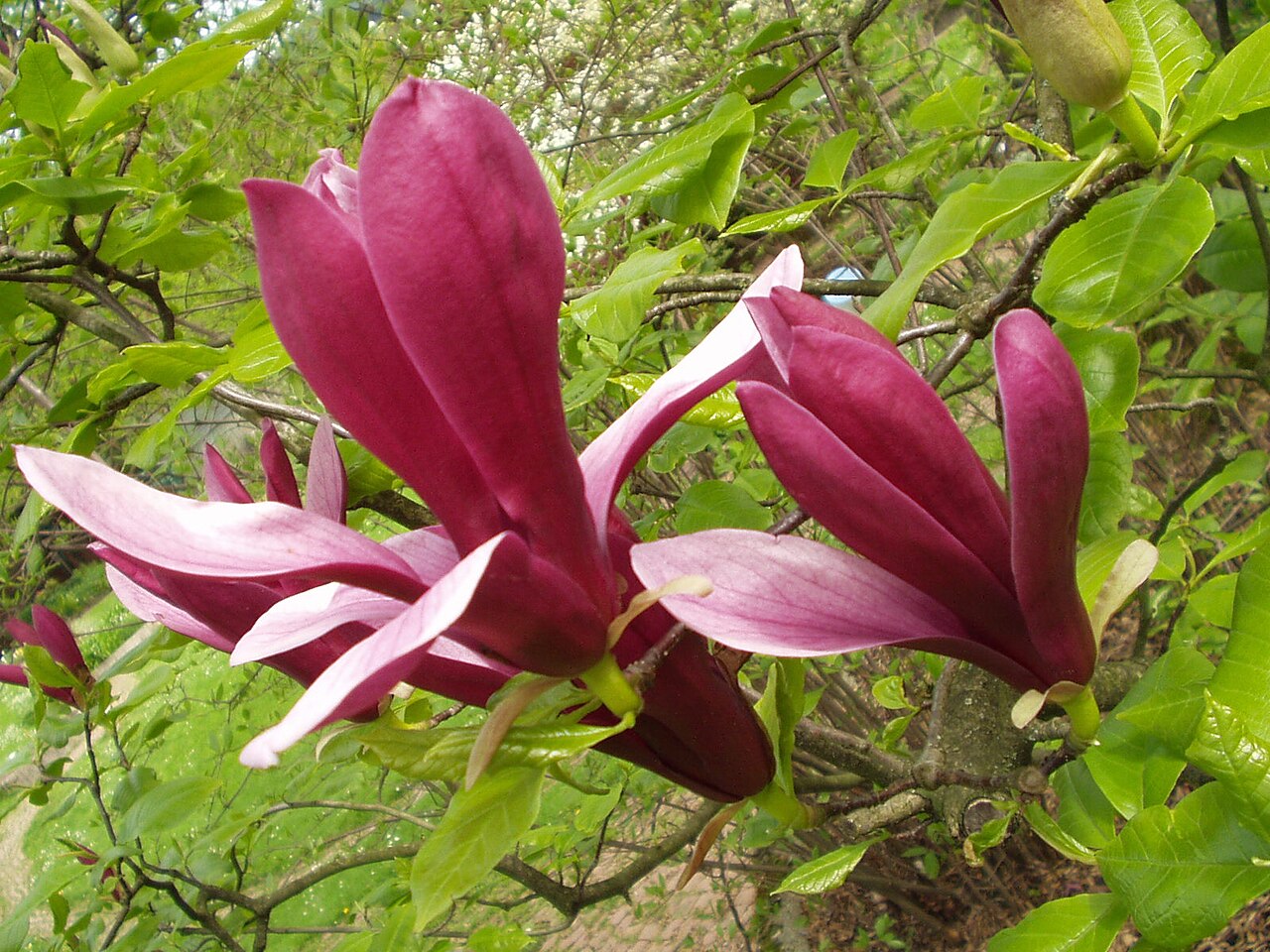 Magnolia liliiflora: Magnolienblüte im Botanischen Garten Freiburg