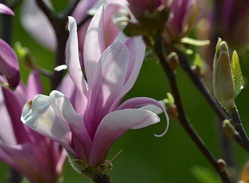 Magnolia liliiflora: Magnolia purpurowa