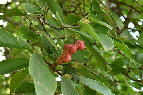 Magnolia liliiflora: モクレンの集合果(茨城県植物園にて)