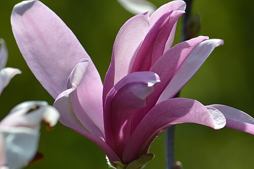 Magnolia liliiflora: Magnolia purpurowa