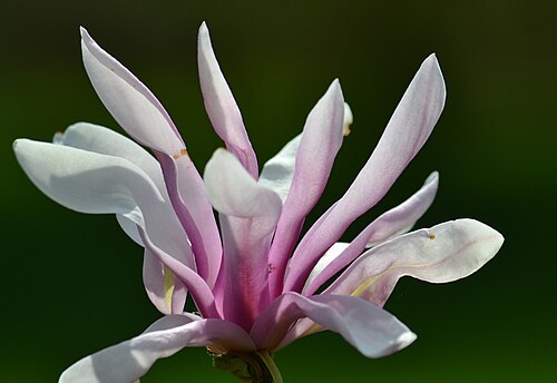 Magnolia liliiflora: Magnolia purpurowa
