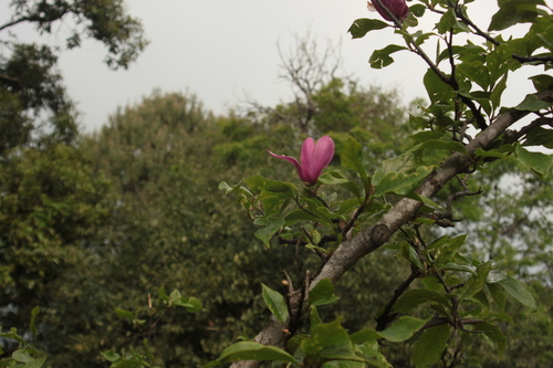 Magnolia liliiflora (Magnolia liliiflora)