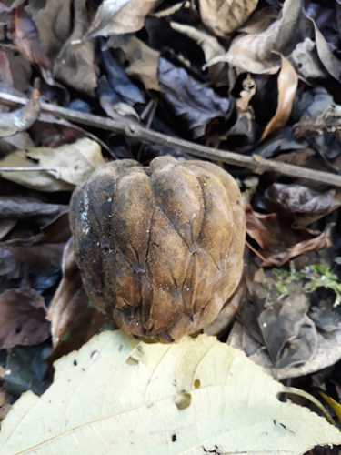 Magnolia lopezobradorii (Magnolia lopezobradorii)