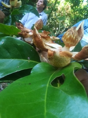 Magnolia lopezobradorii (Magnolia lopezobradorii)
