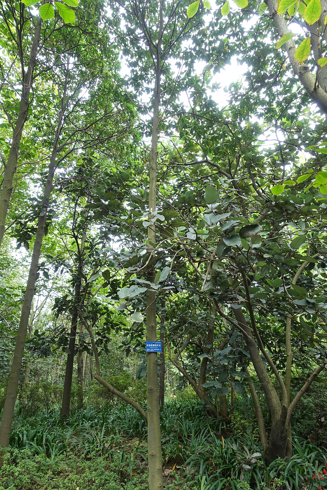 Eastern joy lotustree: Botanical specimen in the Chengdu Botanical Garden - Chengdu, China.