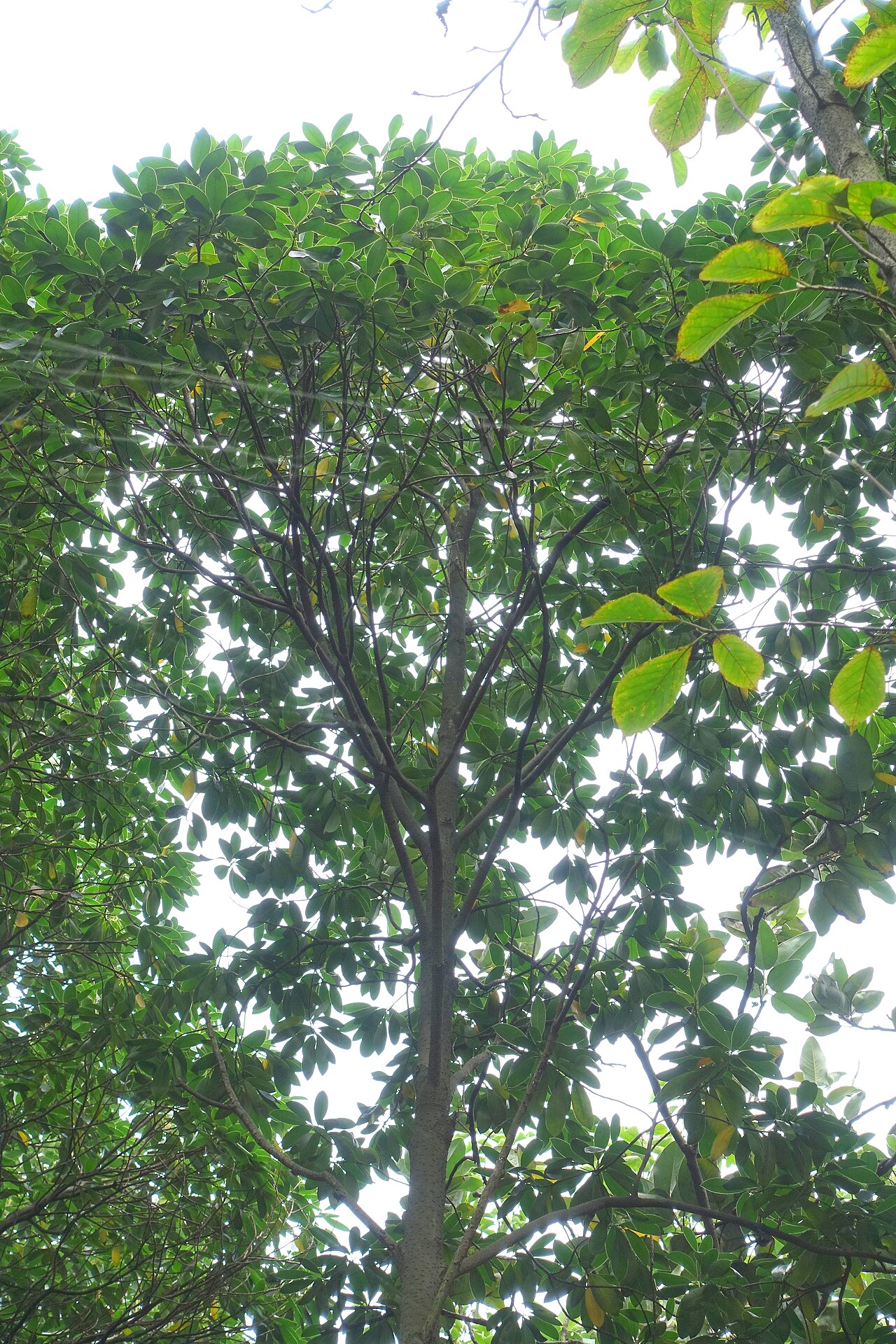 Eastern joy lotustree: Botanical specimen in the Chengdu Botanical Garden - Chengdu, China.