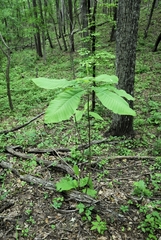 Bigleaf magnolia (Magnolia macrophylla)