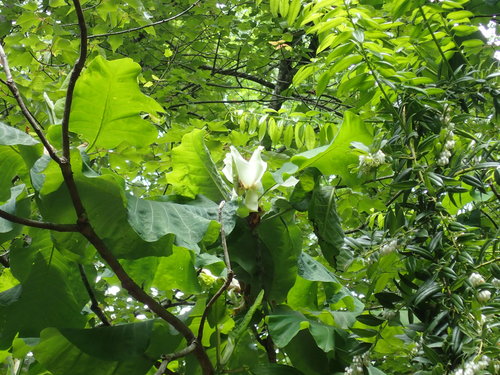 Bigleaf magnolia (Magnolia macrophylla)