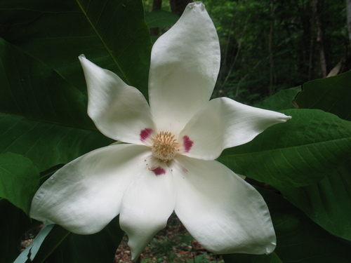 Bigleaf magnolia (Magnolia macrophylla)