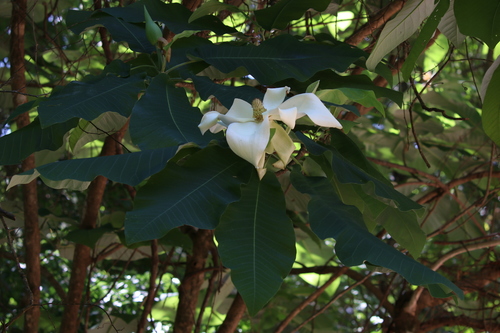 Bigleaf magnolia (Magnolia macrophylla)