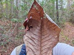Bigleaf magnolia (Magnolia macrophylla)