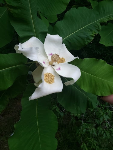 Bigleaf magnolia (Magnolia macrophylla)