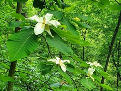 Bigleaf magnolia (Magnolia macrophylla)