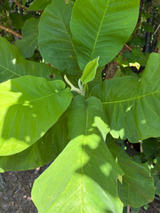 Bigleaf magnolia (Magnolia macrophylla)