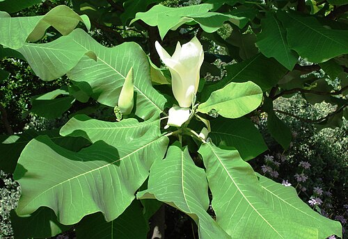Bigleaf magnolia: Magnolia_macrophylla_-_Blossom