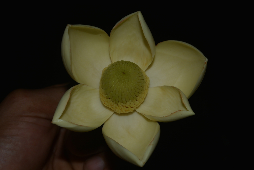 Magnolia manuensis (Magnolia manuensis)