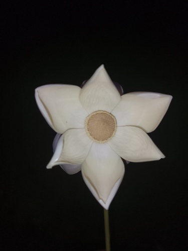 Magnolia manuensis (Magnolia manuensis)