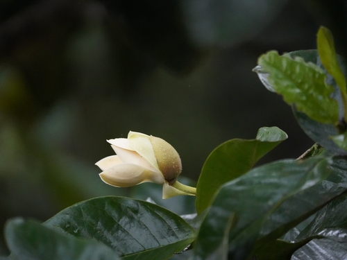 Magnolia mindoensis (Magnolia mindoensis)