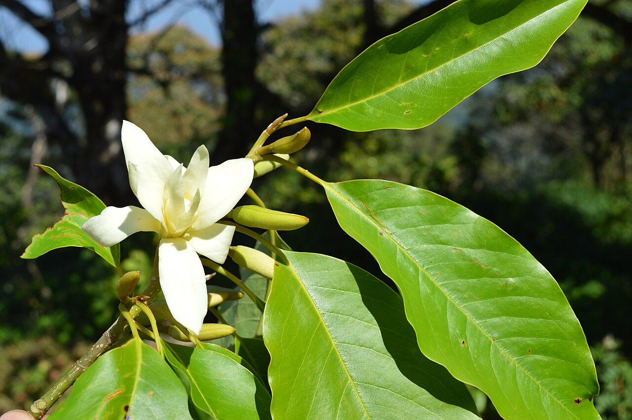 Nilgiri champa: A tree with large creamy white aromatic flowers