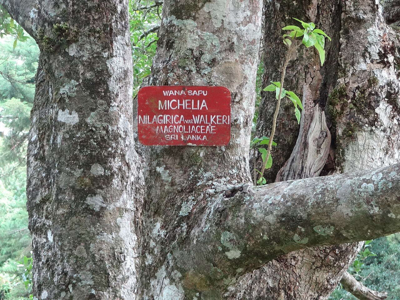 Nilgiri champa: Michelia nilagirica var. Walkeri (Magnolia nilagirica) in Hakgala Botanical Garden